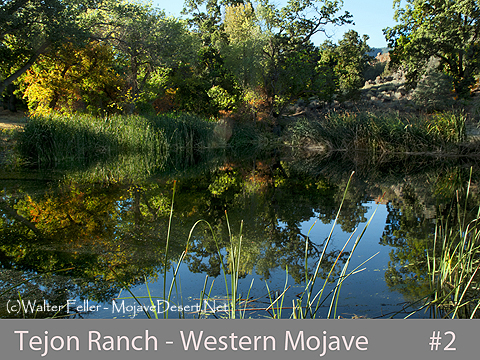 Photo of Tejon Ranch Spring