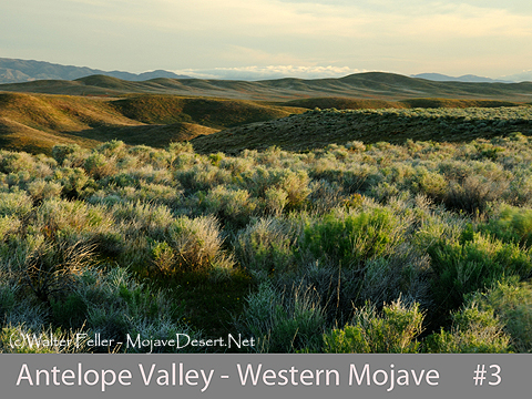 Photo of grasslands in Antelope Valley, Lancaster, CA