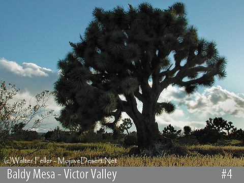 Joshua tree woodland in Phelan, Baldy Mesa area, Victor Valley