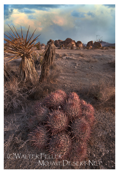 Cottontop cactus