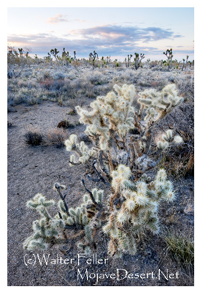 Photo of a silver cholla cactus in the Mojave Desert