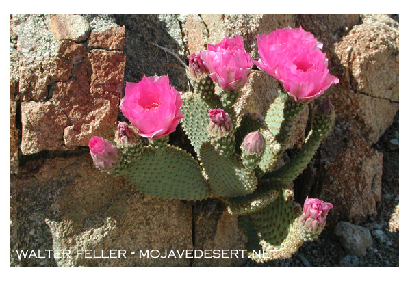 beavertail cactus in the Mojave Desert