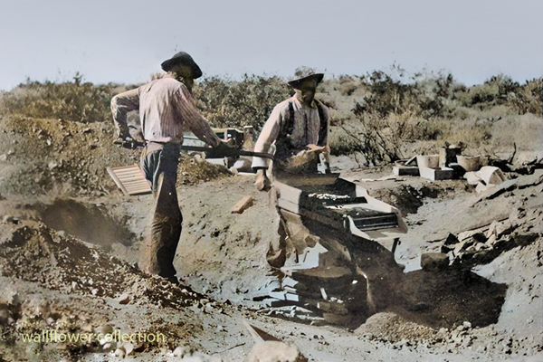 dry washing in Coolgardie district - early 1900s