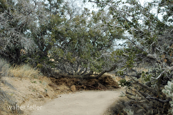 Desert wash habitat including juniper bushes and sandy soil in Joshua Tree National Park near Skull Rock