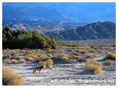 Coyote at Furnace Creek, Death Valley Biome