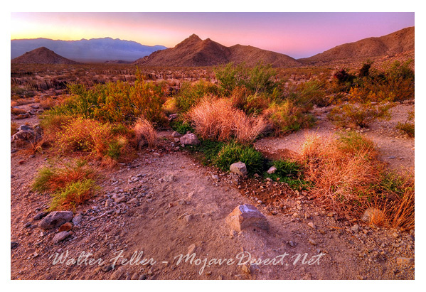 Marl Spring - Mojave Road