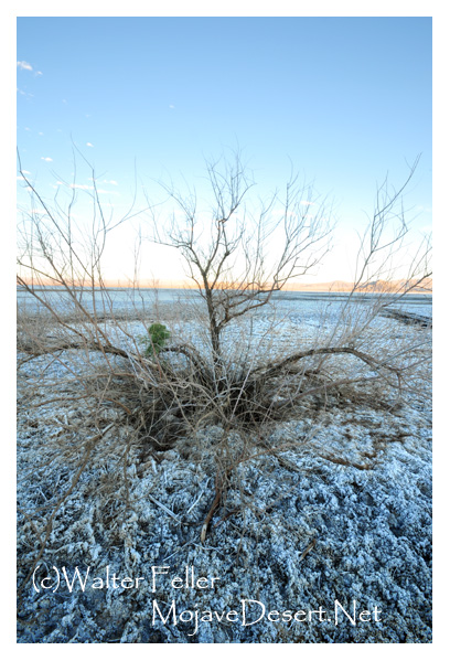 photo of alkali envirnment at Soda Lake