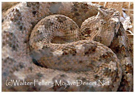 Desert sidewinder snake - Crotalus cerastes