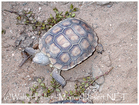 HERBIVORE - Mojave Desert - Glossary of Terms and Definitions