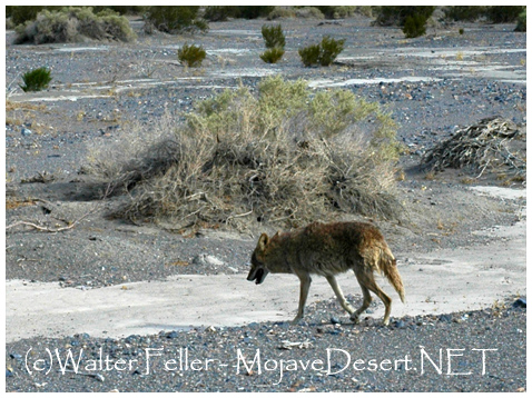 predator prey relationship in the desert