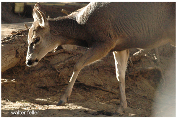 mule deer - zoology