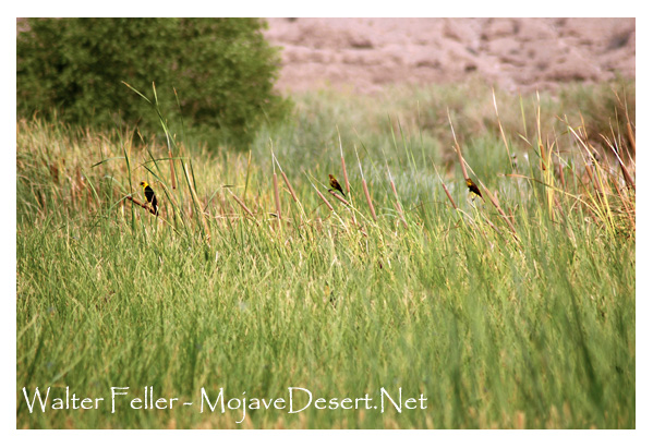 Birds in cane grass in Afton Canyon