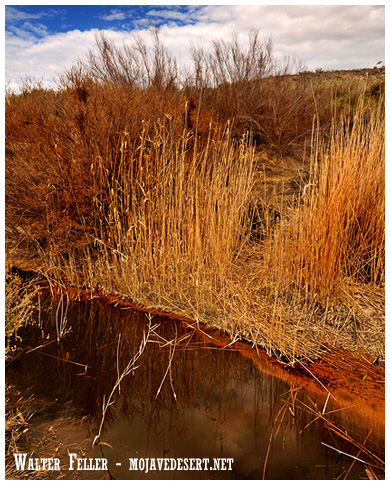 photo of Bitter Springs