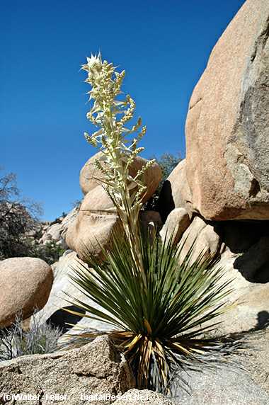 The Mojave Desert Overview - Adaptations, Plants