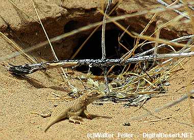 Animal adaptations in the Mojave Desert