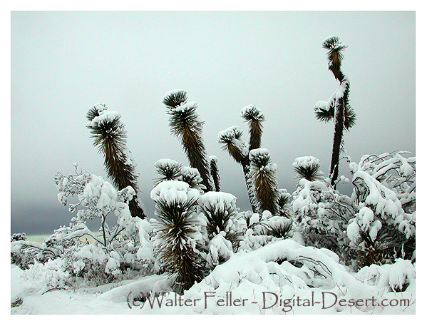 snow in Mojave Desert