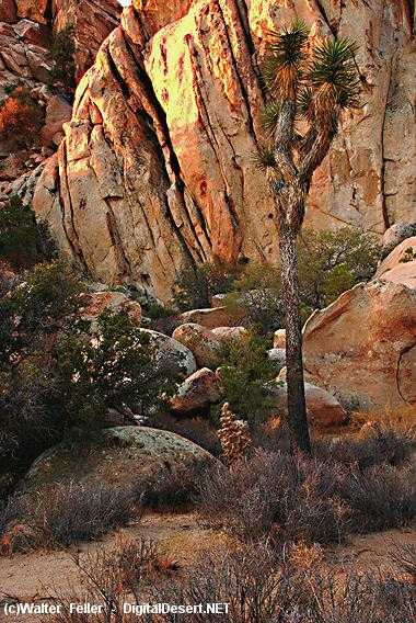 mojave desert fauna