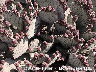 beavertail cactus