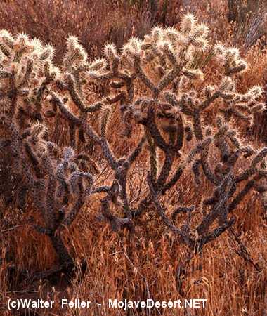 Cholla cactus