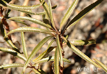 Yerba santa, San Bernardino and San Gabriel Mountains plants