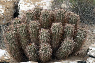 photo of Mojave mound cactus