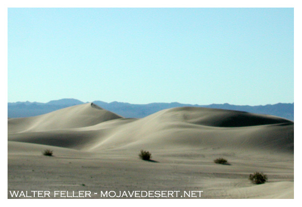 sand dune vegetation, Dumont dunes