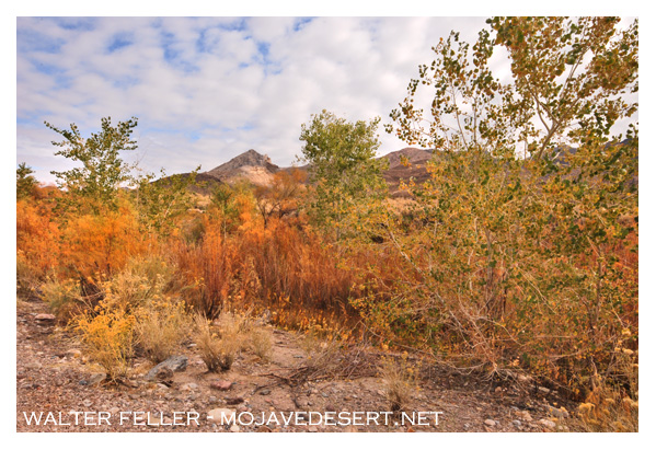 riparian environment, Amargosa River, Beatty, Nevada