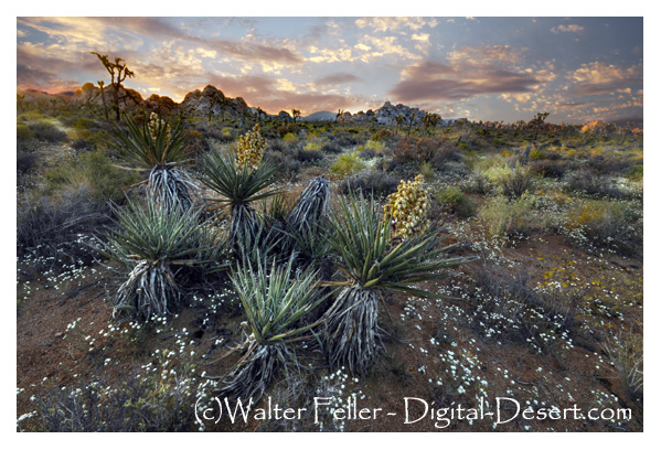 Spring in Indian Cove, Joshua Tree National Park -- titled: Sunset and Candy