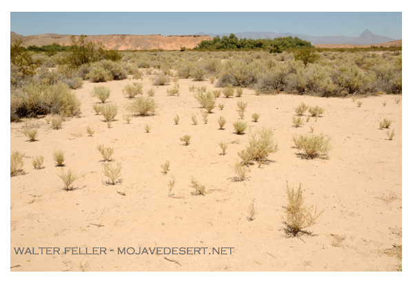 Several types of plant groups in the Mojave Desert