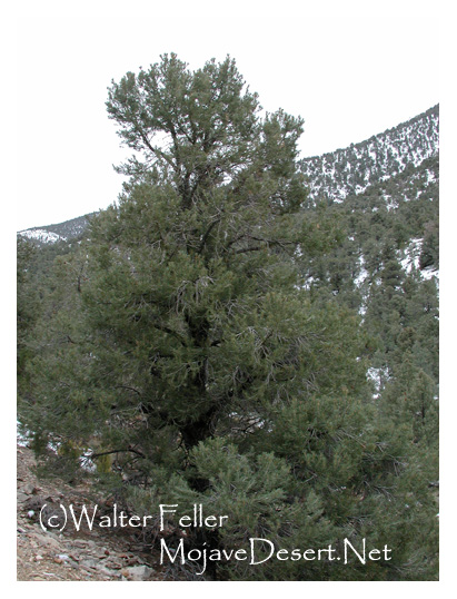Pinon pine with lateral root system