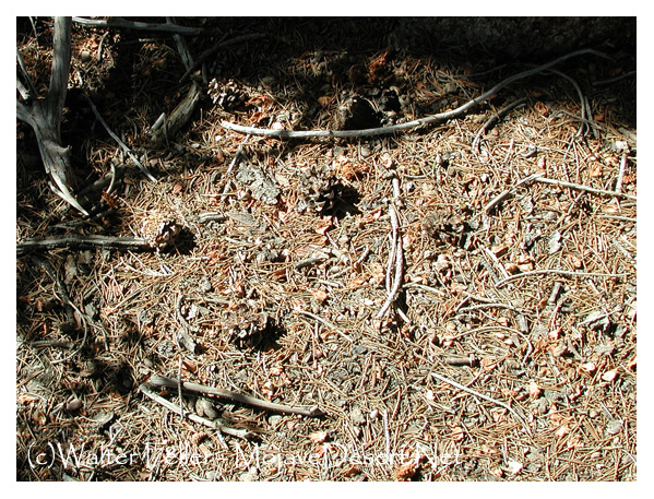 Needle litter under pinon pine tree