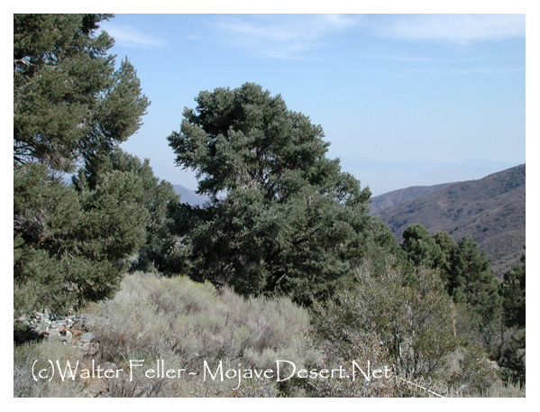 Pinon Pine with short, upswept branches