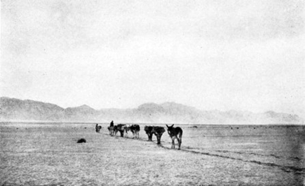 a pack train crossing Death Valley