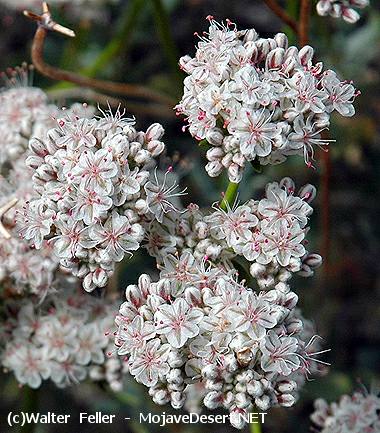 California Buckwheat - Eriogonum fasciculatum var. polifolium