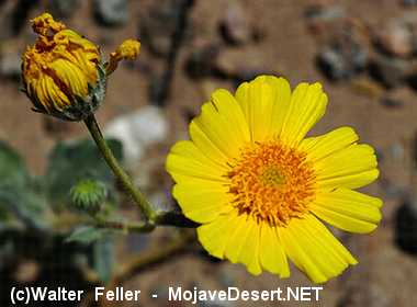Desert Sunflower - Geraea canescens