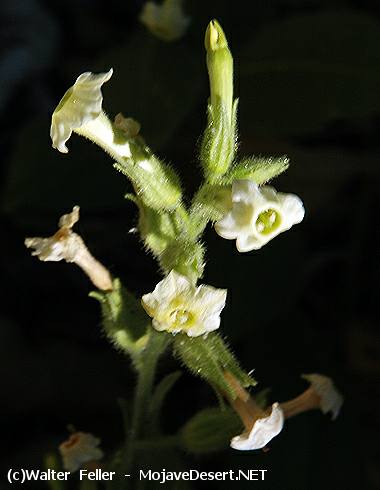 Desert Tobacco - Nicotiana obtusifolia