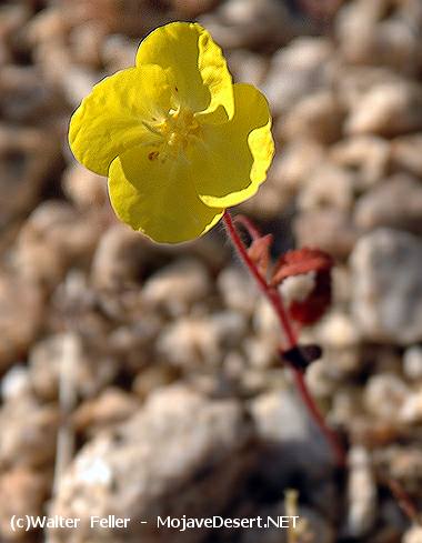 Mojave Sun Cup, Field Primrose - Camissonia campestris