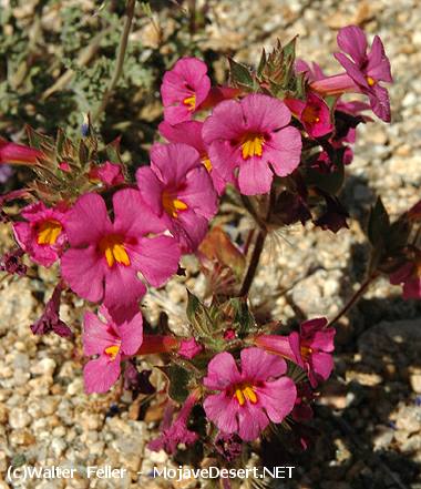 Bigelow's Monkey Flower - Mimulus Bigelovii