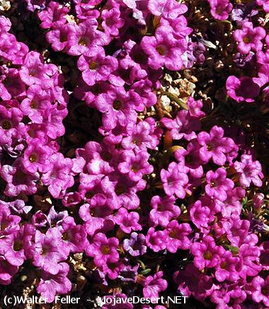 Purple Mat, Nama demissum