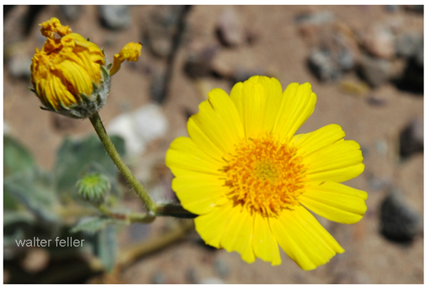 Desert Sunflower - Geraea canescens