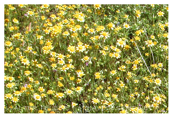 common desert wildflowers, Goldfields