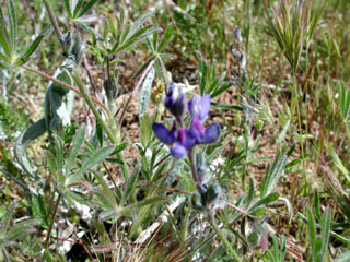 wildflower, Pygmy-Leaved Lupine