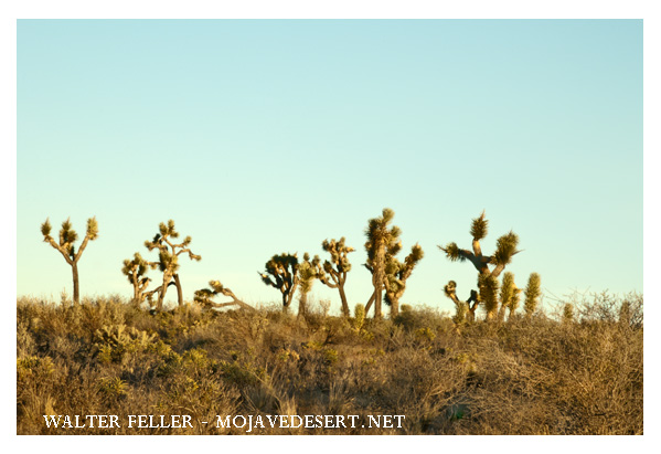 Picture of Joshua trees in the Mojave Desert