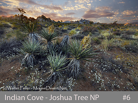 Indian Cove - Joshua Tree National Park