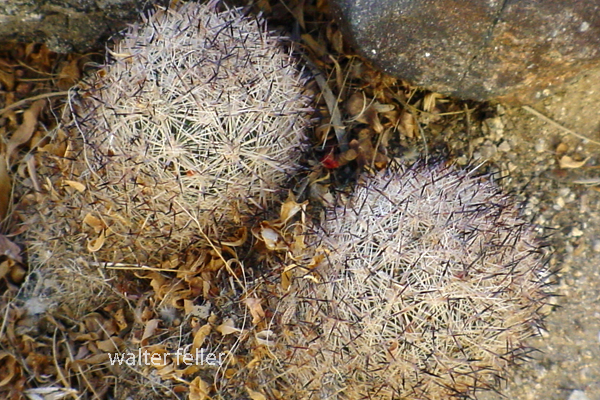 foxtail cactus