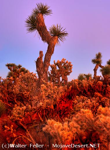 Desert Habitats