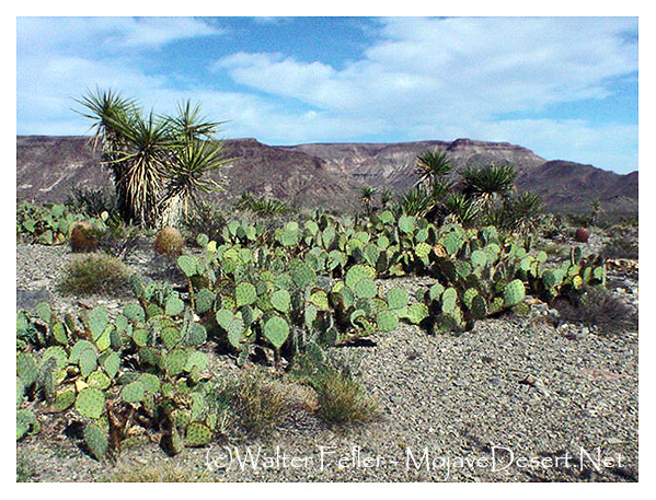 Photo of desert cactus scrub habitat in the Mojave Desert