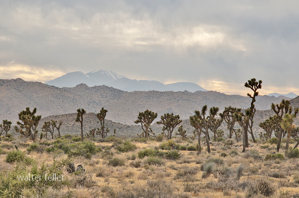 Joshua Tree Woodland - Desert Habitats