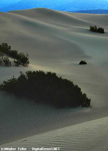 Sand dunes in Death Valley desert