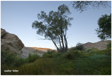 Last Chance Spring, El Paso Mountains - riparian habitat